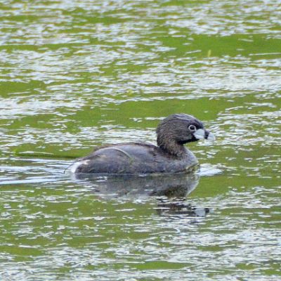 Pied-Billed Grebe (2)
